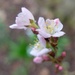 almond blossom by quietpurplehaze
