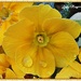 Todays Flower - The Primrose by ladymagpie