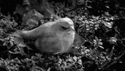 24th Feb 2014 - Black & White Greenfinch...