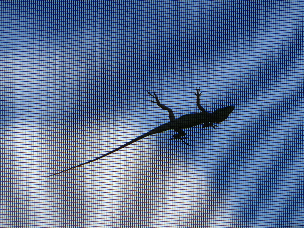 Anole Against the Sky (On Screen) by rob257