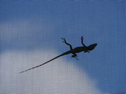 23rd Feb 2014 - Anole Against the Sky (On Screen)