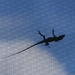 Anole Against the Sky (On Screen) by rob257