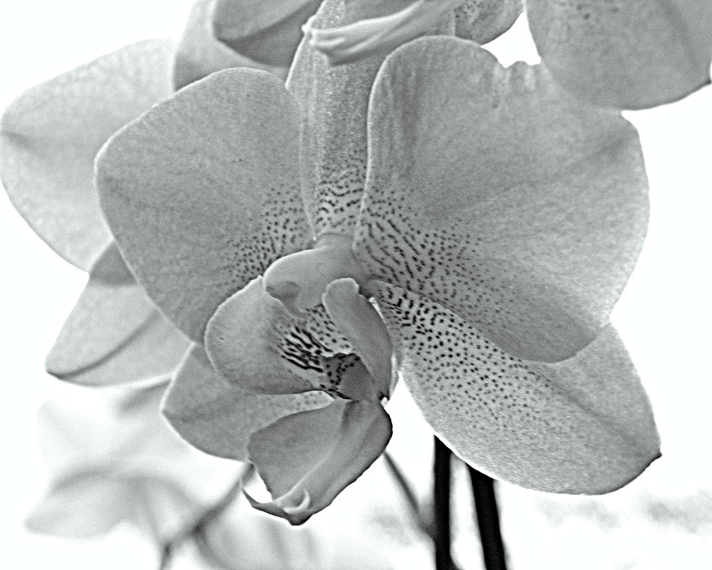 Orchids in Black and White by daisymiller