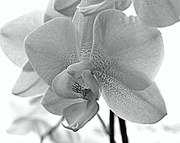 24th Feb 2014 - Orchids in Black and White