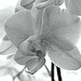 Orchids in Black and White by daisymiller