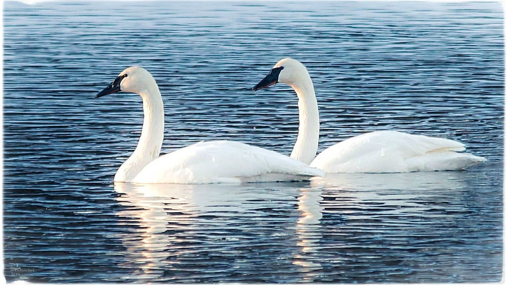 Trumpeter Swans (I think) by bluemoon