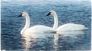 23rd Feb 2014 - Trumpeter Swans (I think)