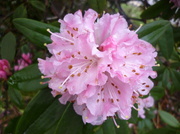 24th Feb 2014 - Rhododendron