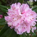 Rhododendron by countrylassie