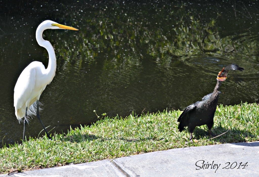 anhinga's lunch by mjmaven