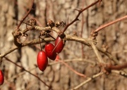 24th Feb 2014 - barberries