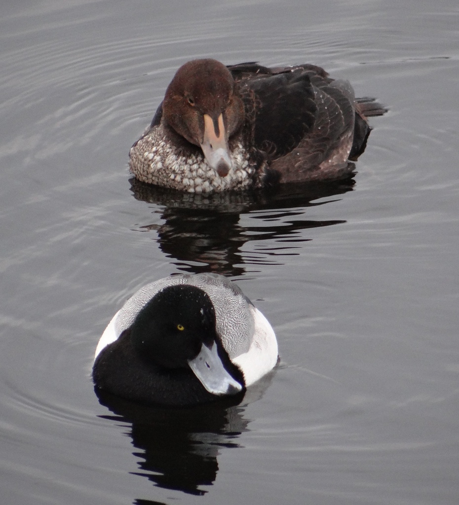 King Eider and Greater Scaup by annepann