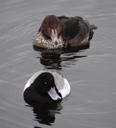 24th Feb 2014 - King Eider and Greater Scaup