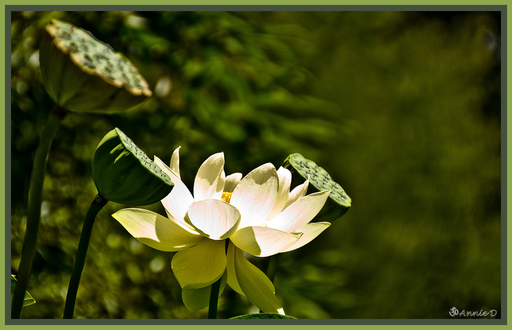 Lotus flower with pods ( 2 ) by annied