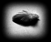 25th Feb 2014 - Feather