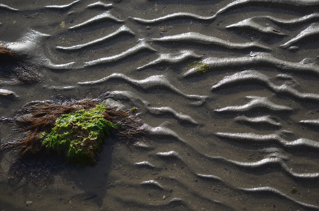 Sand patterns, mudflat marsh near Charleston Harbor by congaree