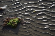 23rd Feb 2014 - Sand patterns, mudflat marsh near Charleston Harbor