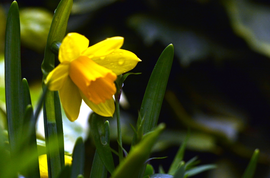 My first daffodils by rosiekind