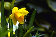25th Feb 2014 - My first daffodils