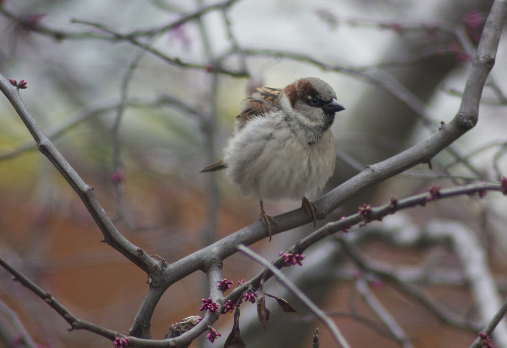 Sparrow on Redbud by jamibann