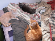 22nd Feb 2014 - All three cats together