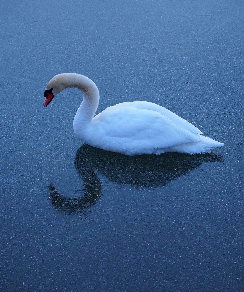 Swan on Ice by selkie
