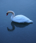 25th Feb 2014 - Swan on Ice