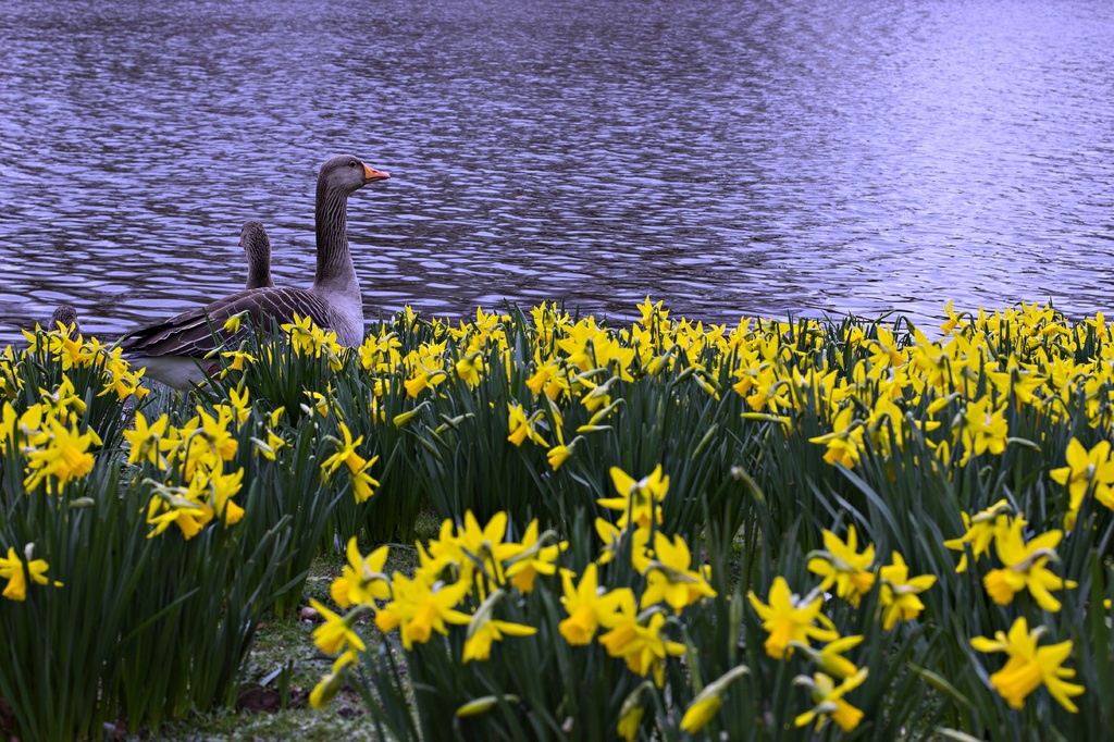 Goose enjoying Springtime by bizziebeeme