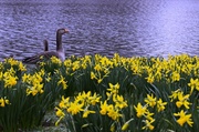 24th Feb 2009 - Goose enjoying Springtime
