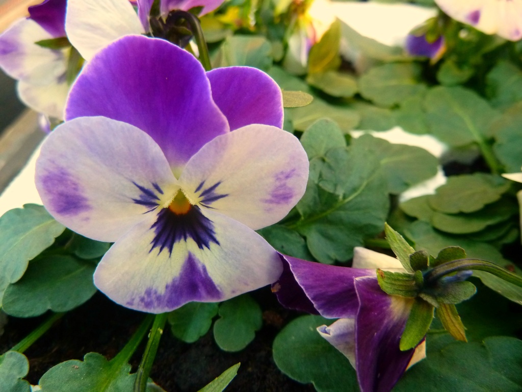 P1020676 Fun in February Flowers.Viola by wendyfrost