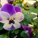 P1020676 Fun in February Flowers.Viola by wendyfrost