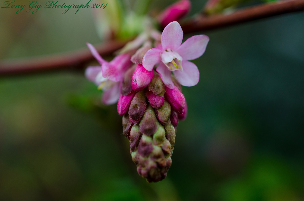 Flowering Currant  by tonygig