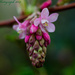 Flowering Currant  by tonygig