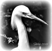 25th Feb 2014 - snowy egret