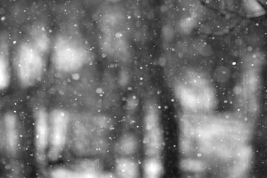 Flakes falling on trees by mittens