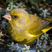 Green Greenfinch! by vignouse