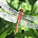 Dragonfly 2 by leestevo