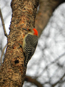 25th Feb 2014 - Female Red Bellied Woodpecker 