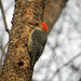 Female Red Bellied Woodpecker  by mej2011