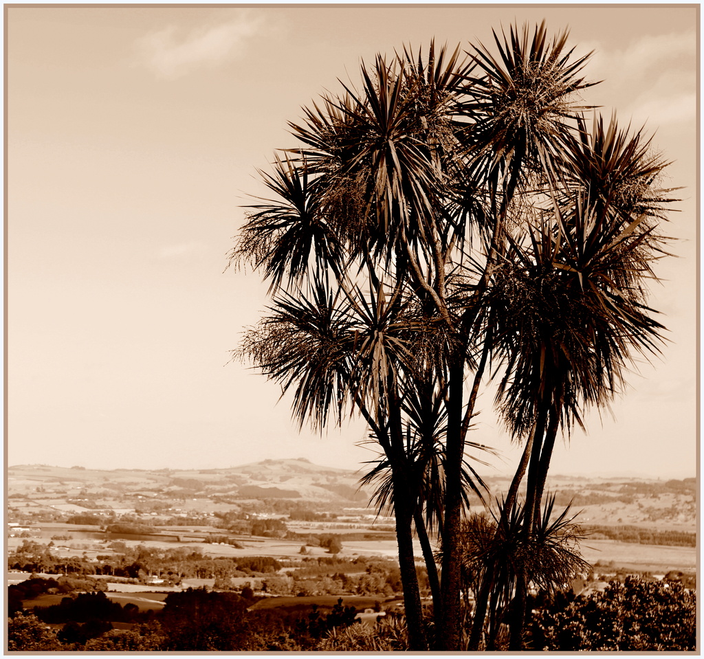 Cabbage tree by dide