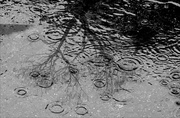 25th Feb 2014 - Raindrop Reflections