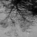 Raindrop Reflections by digitalrn