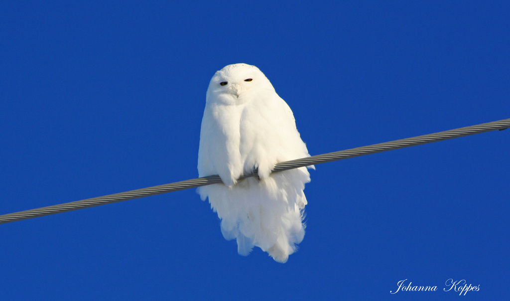 Snowy Owl.  by hellie