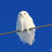 Snowy Owl.  by hellie