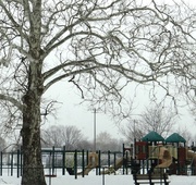 25th Feb 2014 - Sycamore tree and a playground