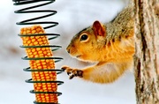 25th Feb 2014 - Squirrel Food