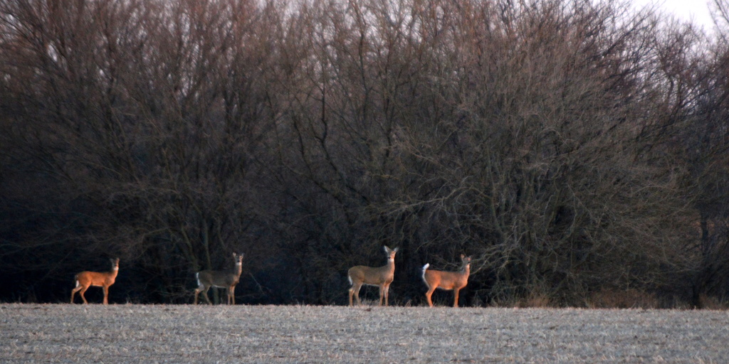 Deer Quartet by kareenking