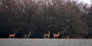 25th Feb 2014 - Deer Quartet