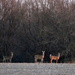 Deer Quartet by kareenking