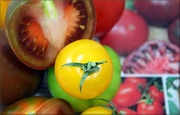 25th Feb 2014 - Deciding On Garden Tomatoes
